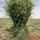 أعلاف بلوبنك اخضر