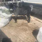 تيس قزم للبيع نوع فاخر