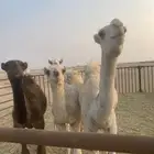 قعدان حشو العدد 6 سوم 4000الخفجي