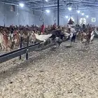 دجاج بلدي بشاير