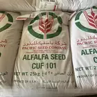 بذور لبيع 21 كيس القطامي