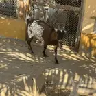 للبيع ماعز قزمية تشيكيه معها جفرة بيضاء ماكس من اب امريكي