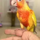 كنيور صن شيك هدد نشبه متكلم صبغة دبل رد فاكتور(عرض خاص)