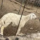 خروف حري فوق الوسط