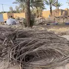 سعف النخل