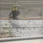 ذكر كروان للبيع