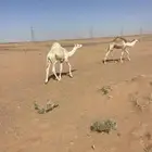 قعدان للبيع