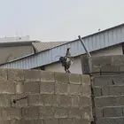 ديك هجين براهما مع بلدي مشاءلله مستوى طيب