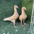حمام دنش