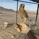 شبوطين للبيع