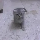 قطه شيرازي اسكوتش شهر و 10 ايام