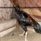 ديك شامو ياباني