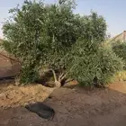 شجر زيتون معمر للزينه