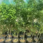 برتقال ابو سره وملكي وجميع انواع الحمضيات