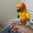 صن كنيور للبيع مع القفص كبير