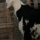 مشروع فحل العمر 8 شهور فقط