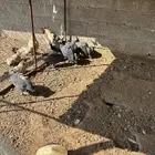 دجاج حبشي