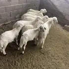 بهم 10 خرفان ورخل للبيع