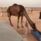 ناقه عشرا و بنتها بكرا