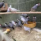 اجواز جاوا منتجه الوان متعدده