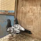 طبه باكستاني توب ( تتمم البيييع )