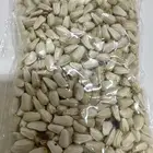 بذر عصفر