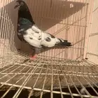 جوز حمام باكستاني