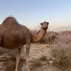 ناقه حمرا دهماء