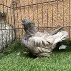 (تم البيع )كشكش لافندر
