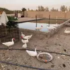 بط بح