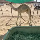 للبيع حشو تربية قعدان