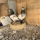 للبيع حمام باكستاني