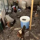 دجاج عربي اصيل كفوو