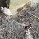 دجاج بكستاني