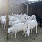 طليان وتيوس ضبح .ثلاجه