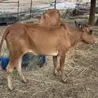 خبشه للبيع العمر سنتين