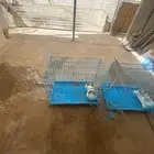 قفاص كلاب و بسس