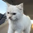 قط مكس هملايا و شيرازي