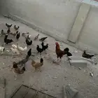 دجاج بلدي للبيع للحبه20ريال الي يبغا جمله يتواصل معي