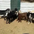 معزى وغنم مواليد