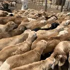 60 طليان رفيدي من 750