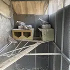 طيور