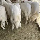 خرفان مبادي ومناسبات