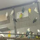 عشه روز منتجه كلهم
