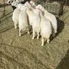 طليان طيبه ونضيفه شرط