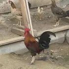 البيع ديك ثنتين دجاج