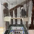 للبيع كاسكو