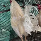 دجاج بلدي ابيض