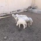 رخال خلفات للبيع تم البيع تم البيع الله يبارك للي شراها