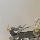 زوج كروان منتج